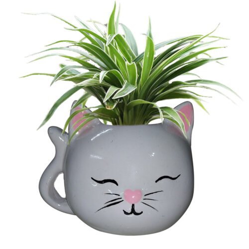 Cat with plant